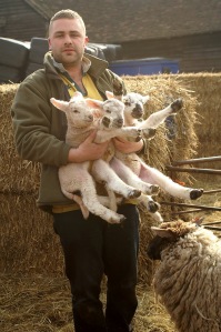 Ham Farm Holding Lambs