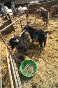 Ham Farm Lambing