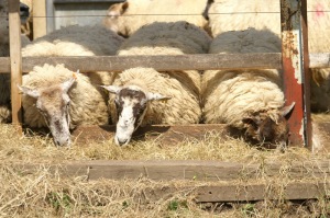 Ham Farm Sheep